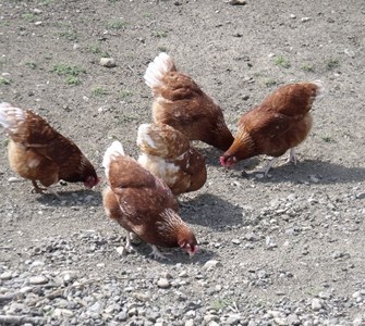 Laying hens - scratching.jpg