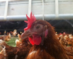 Higher Welfare Systems for Laying Hens