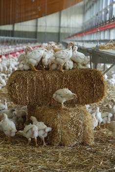 Plukon-Broilers-on-straw-bale_CIWF.jpg