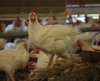 Indoor-hw-broilers.jpg