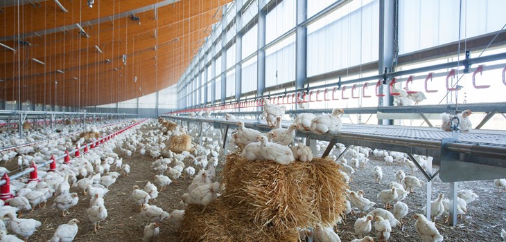 Windstreek broiler barn system.jpg