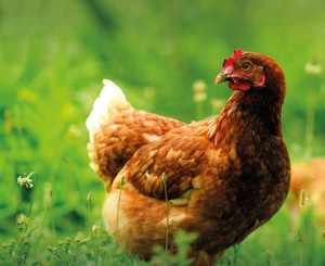 Why Combination (Combi) systems are not appropriate for laying hen welfare