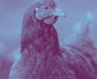 BBFAW Hen.png