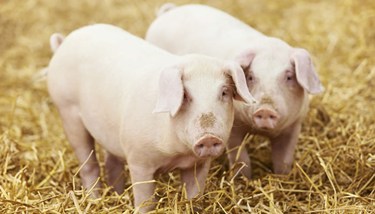 Piglets in straw.jpg