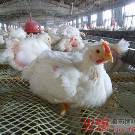 Broilers on netted systrm.jpg