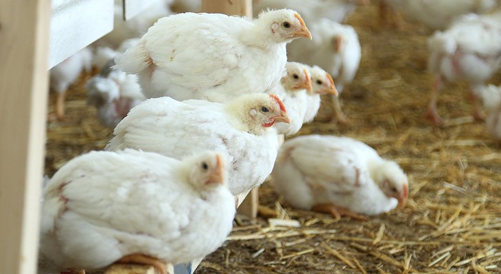 Broilers-perching-on-wood-frame2.jpg