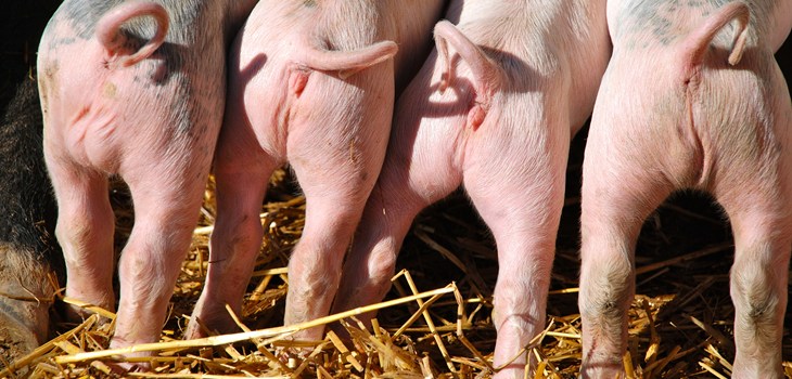 Piglets On Straw