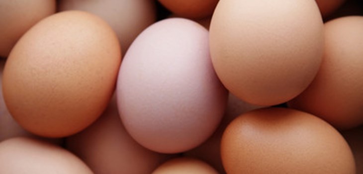Eggs.jpg