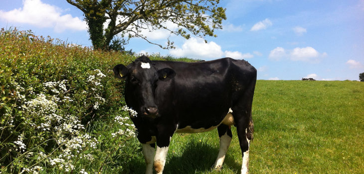 Delivering higher welfare messages to over 4.5 billion consumers Cow by cow parsley 2000x1300.jpg
