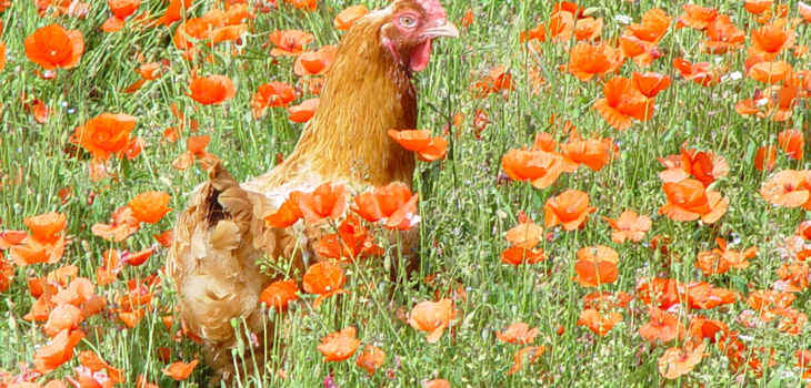Working directly with powerful food companies, our work is set to benefit over 1 billion animals each year Hens in poppies