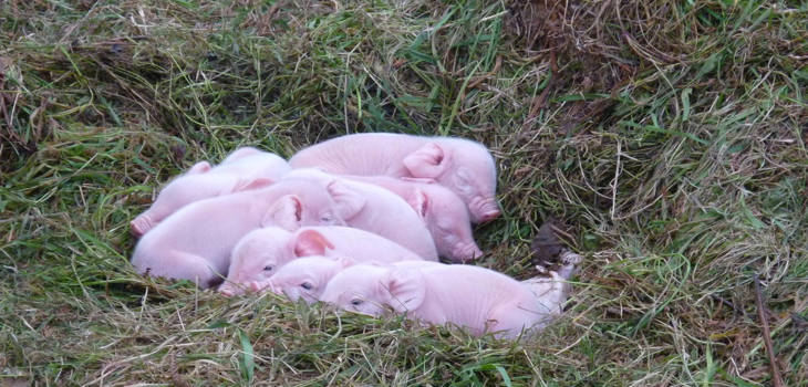 Over 641 million animals set to benefit each year Piglets Asleep In Field 2000x1300.jpg