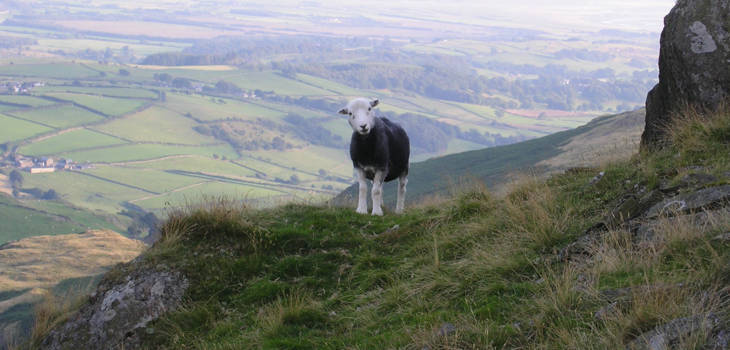 When companies withdraw from their commitments Sheep on hill 2000x1300.jpg