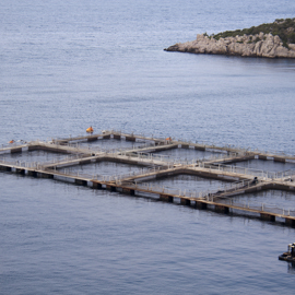 Fish Farm_shutterstock_58609660.jpg