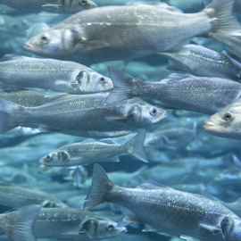 European sea bass istockphoto.jpg
