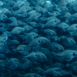 Gilthead sea bream istockphoto (2).jpg