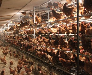 Additional Guidance on Multi tier systems for laying hens