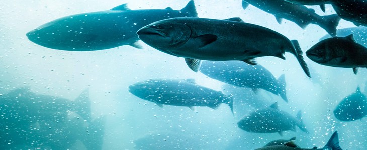 Atlantic salmon swimming underwater