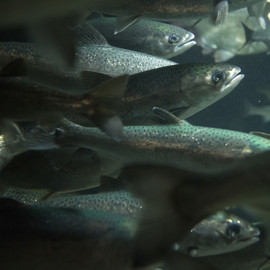 Atlantic Salmon Shoal - iStock-541847060 - lower res.jpg