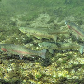 Rainbow trout - iStock-512637154.jpg