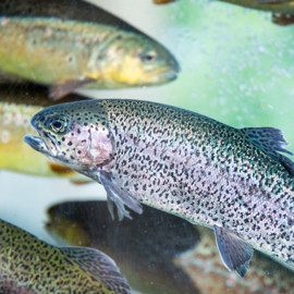 Rainbow trout - iStock-692573804.jpg