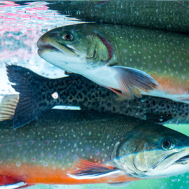 Rainbow trout - iStock-692576384.jpg