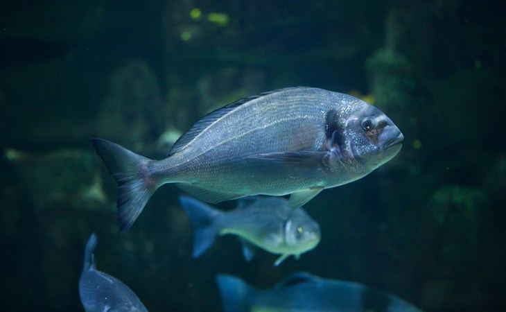 Sea bass and bream - iStock-621729096.jpg