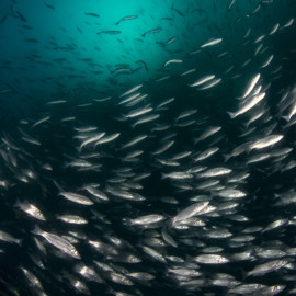 Sea bass shoal - iStock-866302914.jpg
