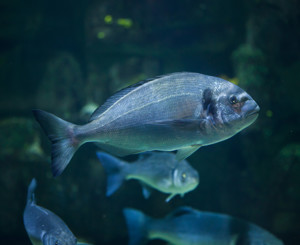 Tesco - Driving Innovation in Humane Fish Slaughter