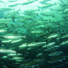 Atlantic salmon - shutterstock_637738492.jpg