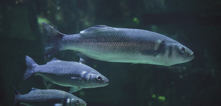 Sea bass iStock-621692256 copy.jpg