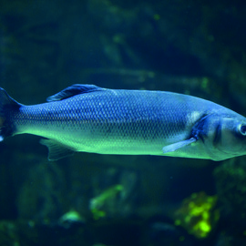 sea bass iStock-621729048 copy.jpg