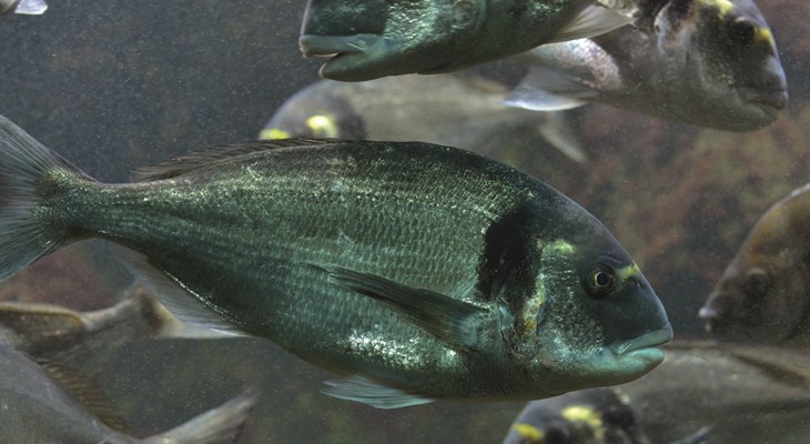 Seabream shutterstock_510249910 copy.jpg