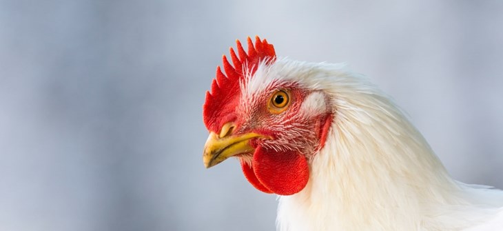 White broiler chicken on blue background