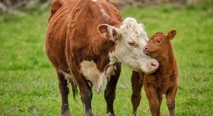 Cow And Calf