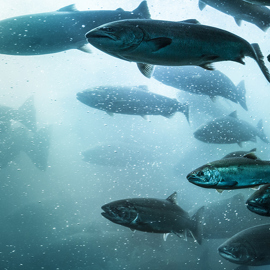 Fish Swimming Underwater 1000Px