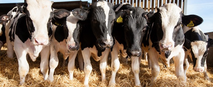 Dairy cows standing in a barn on hay facing the camera