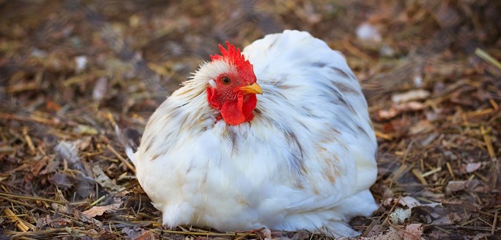Chicken 2974689 1280