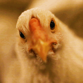 Chx Face