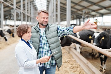 man and woman talking in front of herd of cows