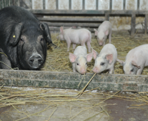 China Case Study - Group Housing for Sows
