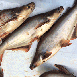 Close Up Of The Pangasius Fish On Basket
