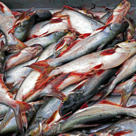 Pangasius Fish