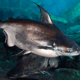 Iridescent Shark Pangasianodon Hypophthalmus