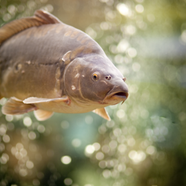 Carp