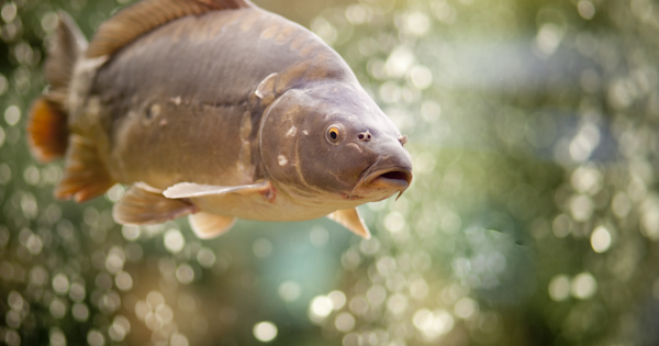 Who is the carp? | Compassion in Food Business
