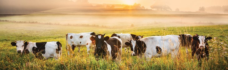 Cows In Field Sunset Banner