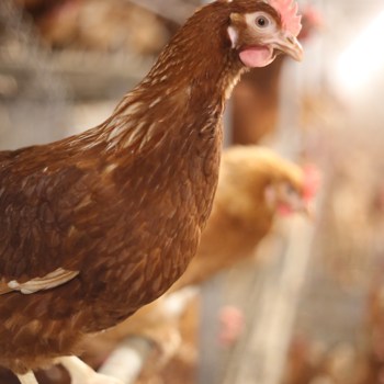 Delaware north commits to sourcing 100% cage-free eggs globally by 2025