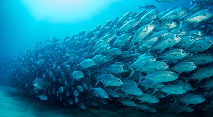 Shoal Of Fish 2500X1656