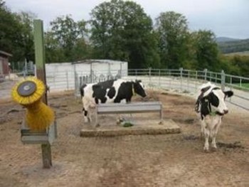 Danone Dairy Cows