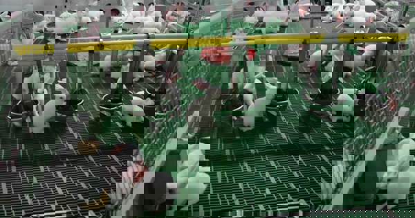 Review of Rabbit Production in the EU/UK | Compassion in Food Business